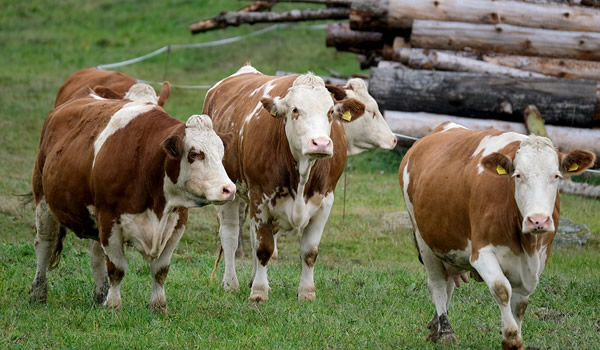 Halal Tiere und Nahrungsmittel